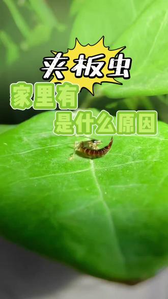 家里有夹板虫是什么原因 家里有夹板虫?就是这个叫蠼螋,尾巴带夹子的虫子。出现在家里原因就俩:潮湿+缝隙多!潮湿脏乱、管道缝隙多是根源蠼螋尾部大钳子吓人,还会散发异味,爬过餐具不卫生。蠼螋进家后躲在阴暗角落,繁殖快,普通方法难除。先动手:保持干燥、封堵缝隙、清理积水、阳台绿植常清理。想要一步到位,试试这款专用杀虫剂,针对夹板虫研发,温和不刺激,灭虫彻底,告别蠼螋困扰,守护家人居家安心。#蠷螋 #夹板虫 #驱虫小妙招 #蠷螋有毒吗 #蠷螋咬人