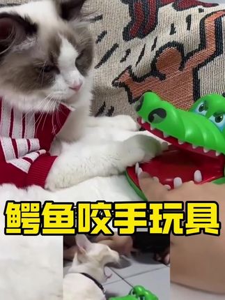 听说猫的反应是人的七倍? #鳄鱼玩具 #鳄鱼咬手 #解压玩具