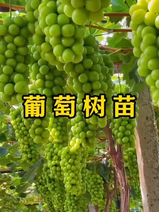 #阳光玫瑰树苗#易种植好管理