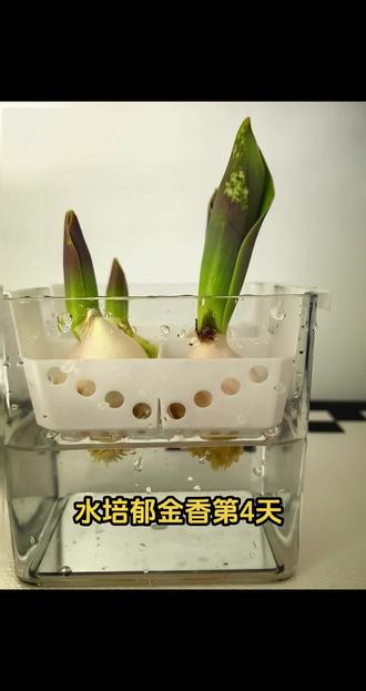 让我看看你们的郁金香到哪一步了#郁金香