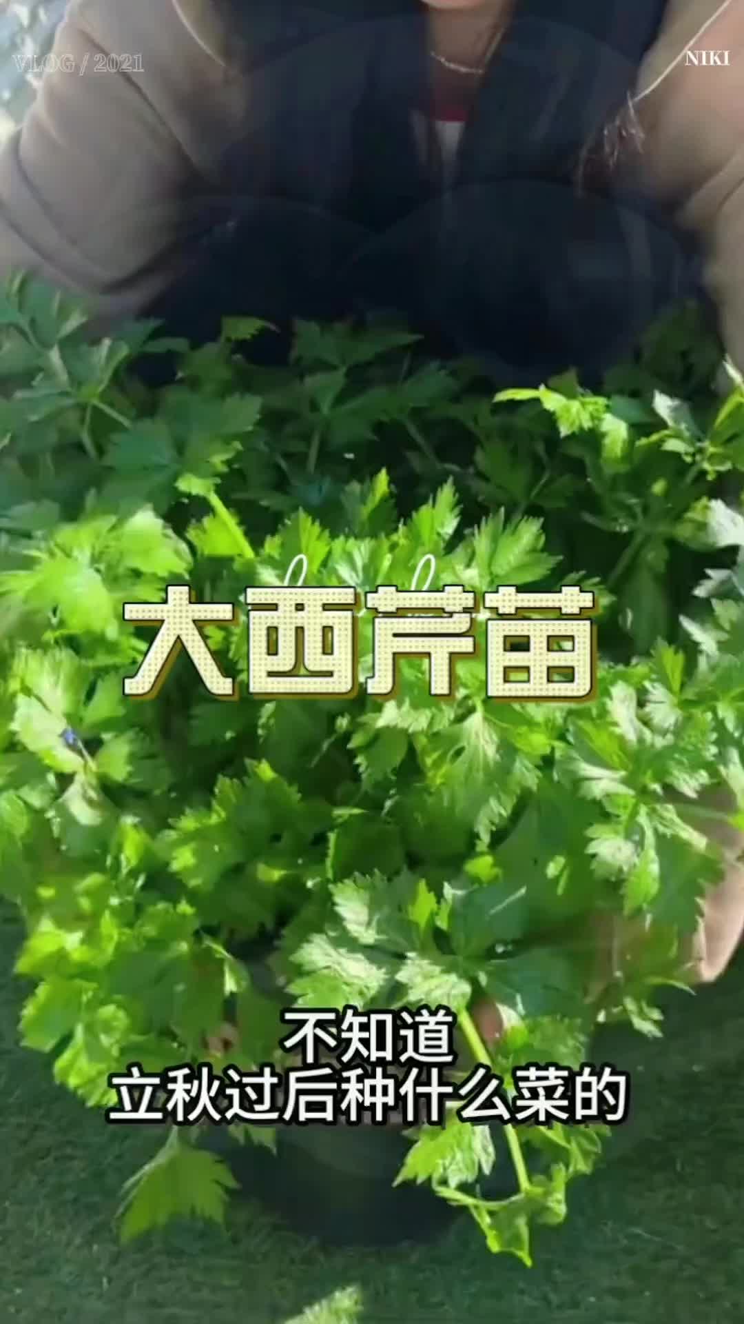 【山东寿光发货对版芹菜苗】皇后大西芹四季小 香芹阳台盆栽小院种植#大西芹苗