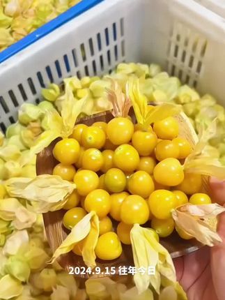 #姑娘果 #脆甜多汁 #新鲜应季水果 #水果 金黄金黄的果肉,口口爆汁,真的超级好吃!6.8到手250g,现摘现发新鲜包邮到家!#好好吃