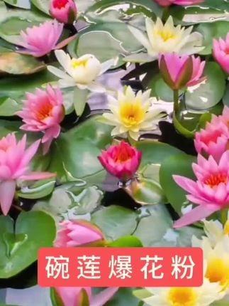 #碗莲爆花粉#爆花粉 #碗莲专用肥料 #爱生活爱养花