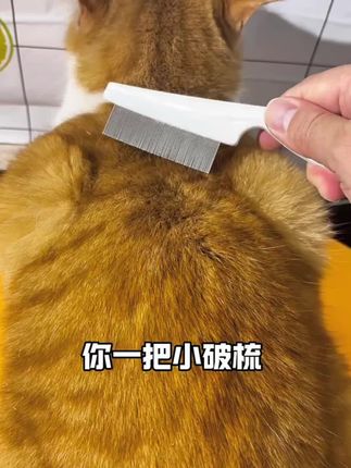 买了这么多浮毛梳,还得是这个密齿小梳子好用#宠物梳子 #猫咪梳子 #浮毛梳