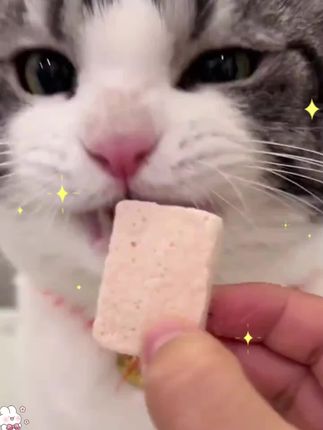 我就说没有小猫能拒绝这个冻干酸奶块#小馋猫 #宠物酸奶块 #猫咪零食推荐