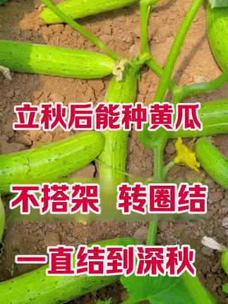 8月7号立秋,晚黄瓜种它,一直结到下霜#满地爬黄瓜 #黄瓜种子