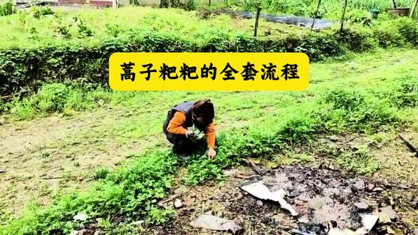 蒿子粑粑的家庭做法来了#春天的味道 #大自然的馈赠 #蒿子粑粑的家常做法 #湖南益阳桃江 #特色美食教程