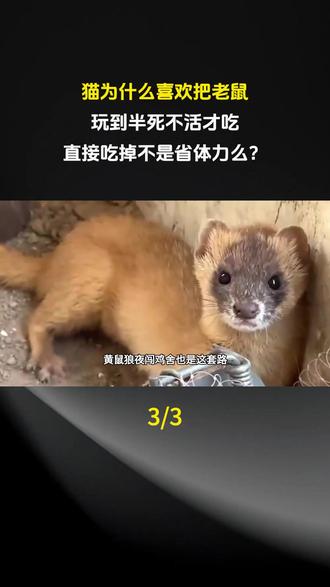 猫为什么喜欢把老鼠,玩到半死不活才吃,直接吃掉不是省体力么??#科普 #奇闻趣事 #奇闻趣事 #科普一下 #科普达人
