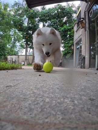 看到球啥都不管了,相机都给我创飞了😂