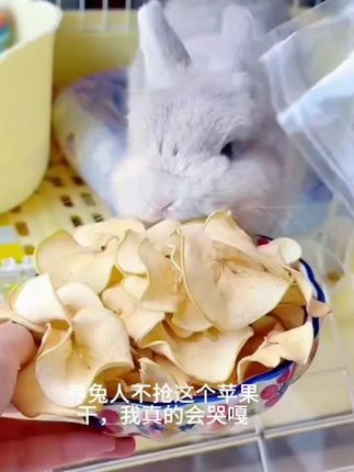 #兔兔零食烘干苹果片 #兔子龙猫仓鼠豚鼠宠物互动苹果干薄片 #宠物专用