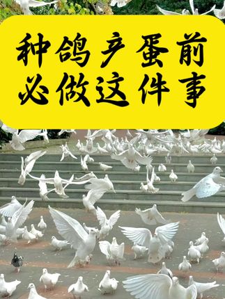 #鸽子养殖#养鸽人#养鸽知识