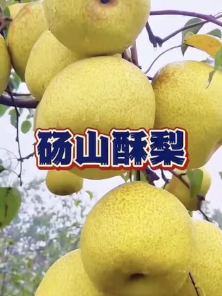 千年传承砀山酥梨#砀山酥梨#雪梨#雪花梨#砀山梨 #优质农产品