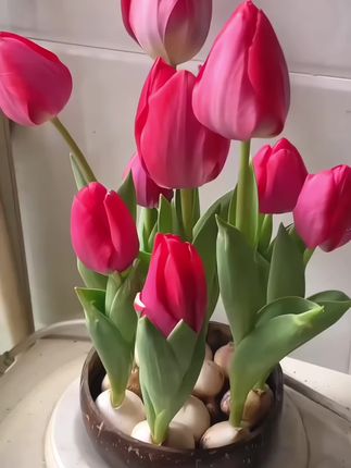 郁金香开花也太美啦~水培土培都可以,种植非常简单,南北方可以养#爱生活爱养花 #花卉绿植 #郁金香种球 #抖音助农