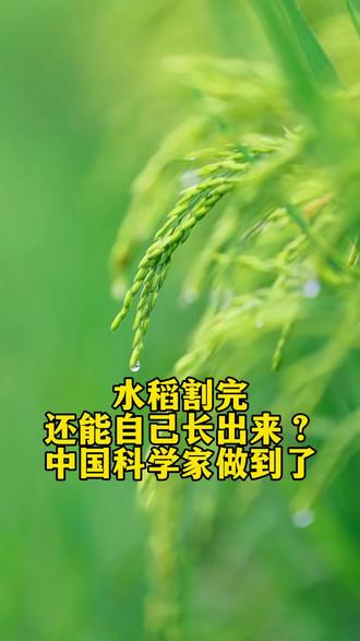 千年一茬变多年一茬,中国水稻颠覆千年耕作模式#水稻种植 #粮食 #长寿水稻#科技改变生活