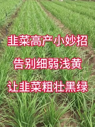 韭菜高产小妙招,告别细弱浅黄,让韭菜粗壮黑绿卖相好#种植小技巧 #韭菜高产小妙招 #韭菜叶面肥 #韭菜种植 #韭菜管理