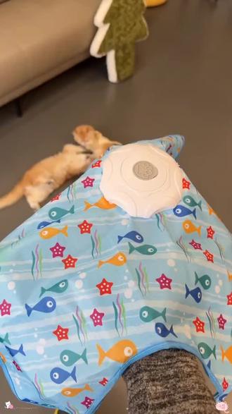 猫咪五角星逗猫玩具~趣味造型超吸睛,耐抓耐咬,互动逗猫超解压,主子爱不释手,养猫必备#猫咪玩具推荐 #自动逗猫神器 #猫咪玩具 #捕猎游戏罩 #养猫哪有不玩的