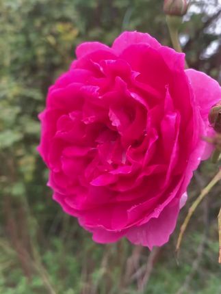 祝大家周末愉快#鲜花盛开如此美丽 #最美月季花