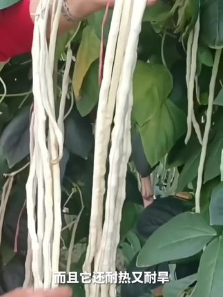 #八月白豆角种子 #蔬菜种子#八月白豆角长豆角种子#三农种植