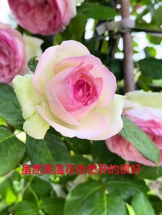温度高我的花依然在开放中