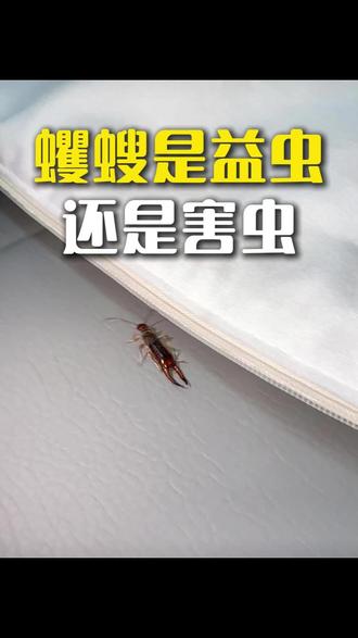 蠼螋是益虫还是害虫 尾部带夹子的虫子便是蠼螋,也叫剪刀虫,喜好潮湿阴暗角落。
户外可捕食小虫算作益虫,入室后便成为居家害虫。虫身携带病菌,触碰易引发皮肤过敏,还会叮咬人体,造成肌肤红肿起疱。夜间还可能爬上床铺,存在钻入耳道的风险。
使用专用杀虫剂,喷洒墙角缝隙等出没区域,灭杀成虫与虫卵。药剂干透形成防护药带,可灭杀后续入侵虫体,杜绝虫害反复。
#蠼螋 #剪刀虫 #蠼螋杀虫剂 #蠼螋是益虫还是害虫 #尾部带夹子的虫子