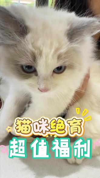 猫咪绝育惊喜福利价#猫咪绝育 #猫咪 #养猫人 #科学养宠攻略 #猫咪绝育后的心情