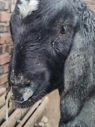 #养羊#养牛#羊咳嗽#农村创业养殖#感谢 抖音我要上热门