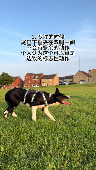 个人认为边牧除了脑子和动作以外,尾巴也是很有特色的,其实不同品种的狗狗尾巴都有自己的特色,边牧的尾巴特色非常明显,没事儿就是下垂的,偶尔遇到感兴趣的事物会翘起来晃晃然后又会垂下去
Yuki是一只对外界事物不太感兴趣的纯工作系短毛边牧,工作欲望非常强,可以让她忽视身边正在发生的一切,因此可以作为很好的原生态工作系边牧行为的例子
在专注状态下尾巴根下垂并夹在腿中间,尾巴中后段会勾一点点,据我观察所有的工作边牧的工作状态下都尾巴都是这样收着的,因此这可以作为最大的特征。
可能和展示线不太一样,工作线边牧更专注,工作移动时尾巴都是垂着的,兴奋时哦尾巴动态也相对少一些,展示性边牧兴奋的时候会快乐并更大幅度的翘起和摆动,毕竟它们的繁殖目标是不同的,一个为了放牧,一个为了美观。但是无论是哪种边牧,都绝对不会把尾巴放在背上!!#边牧 #边境牧羊犬 #短毛边牧 #工作系边牧 #纯种边牧