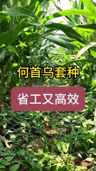 何首乌如何套种? 何首乌套种高产方案#何首乌 #增产增收才是硬道理 #套种 #药材种植 #服务三农支持三农