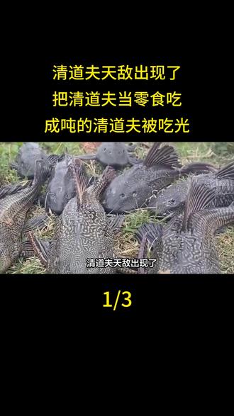 清道夫天敌出现了,把清道夫当零食吃,成吨的清道夫被吃光