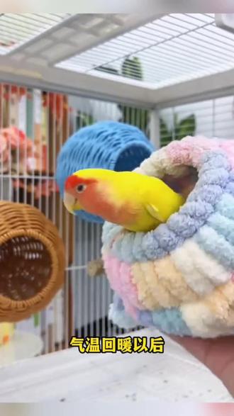 仿藤编鸟窝鹦鹉窝藤条耐咬夏季四季通用牡丹玄凤虎皮鸟窝#好物推荐🔥