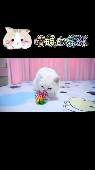 大猫总是欺负小猫,原来都是因为嘴硬