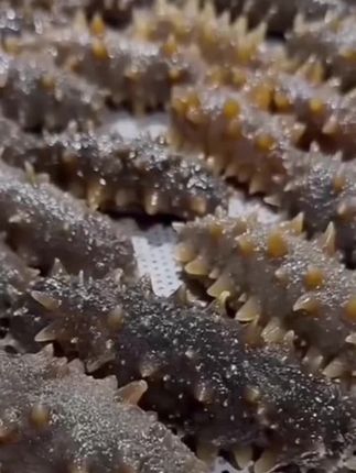 今天给大家推荐一款青岛即食海参,它不仅好吃还营养,而且非常健康!它是采用深海捕捞的鲜活海参制作而成,吃起来口感软糯,味道鲜美,无需烹饪就能直接食用,既简单又方便。想尝尝的朋友赶快行动吧,把这份美味带回家和家人一起分享!#海鲜 #真材实料做出好味道 #舌尖上的味道 #营养美味 #野生海鲜