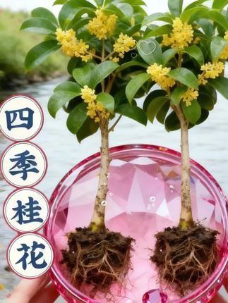 一株四季桂花,把整个秋天搬回家! 每一朵小黄花都散发着迷人的香气,仿佛置身山间田野。根系扎实,生命力满满,无论是阳台还是庭院,它都能成为最亮眼的风景。蝴蝶都被吸引过来,为这幅自然画卷增添几分灵动。喜欢绿植的你,绝对不能错过这款四季桂花!它不仅好看还好养,简直是植物新手的福音。快给你的家添一抹自然的气息吧!#桂花树盆景造型#家庭养花品种推荐#四季桂#四季桂花树#桂花盆栽@DOU+上热门