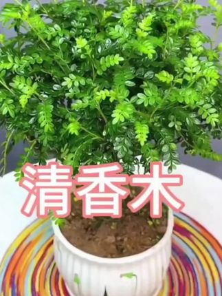 精品(老桩)清香木50厘米以上胡椒木盆栽好养室内花卉四季常青#盆栽#花卉绿植#园艺#爱生活爱养花