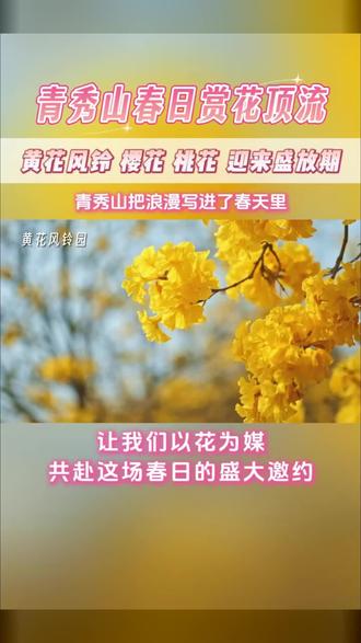 青秀山绝对是赏花的顶流,满山遍野都是黄花风铃还有赏花人。#请你看花 #黄花风铃木 #青秀山 #旅行推荐官 #门票免费