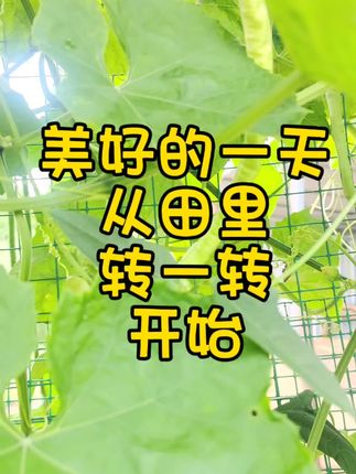 蒲菜基地除了蒲菜,还有自己种自己吃的蔬菜瓜果#三农 #蒲菜基地#纯天然绿色蔬菜 #淮安康得乐食品有限公司