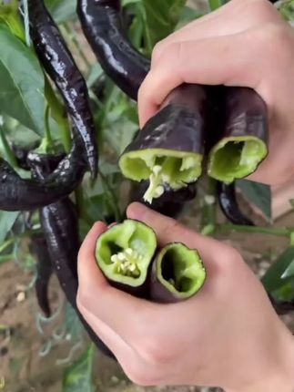 黑美人辣椒#蔬菜种植 #蔬菜种子