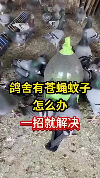 鸽舍有苍蝇蚊子怎么办?一招解决 #信鸽赛鸽 #养鸽人 #肉鸽养殖 #养鸽子 #鸽子信鸽