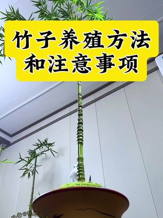竹子盆栽养殖方法和注意事项 竹子叶子发黄焦尖枯叶烂根怎么补救 盆栽竹子种植养护方法和注意事项#竹子盆景 #竹子盆栽养殖方法 盆栽竹子叶子发黄干枯落叶根系腐烂是什么原因怎么办 竹子用什么肥料长势旺盛 竹子盆景怎么养 竹子施肥使用什么肥料#竹子专用营养液 #竹子专用肥料 竹子类专用肥料#竹子黄叶怎么办 竹子盆栽怎样安全过冬 盆栽竹子环境调控和修剪竹子盆栽病虫害防治 盆栽竹子喜阴还是喜阳 门前种竹 子孙享福 竹子四季青翠 清雅脱俗 被誉为绿君子寓意节节高升 平安顺遂 福禄双全
