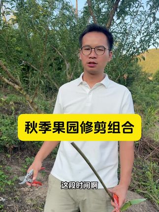 果树修枝剪怎么选,就选老人头果树修枝剪,大品牌的,品质有保障#农业种植#果树修枝剪 #蜂糖李种植