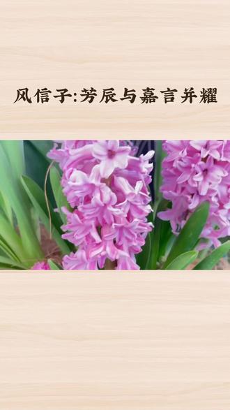 #话题:风信子:芳辰与嘉言并耀#