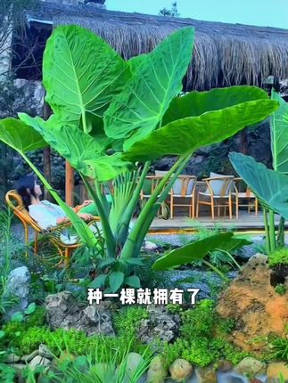 象耳芋大野芋室内外绿植客厅大叶盆栽庭院超大叶植物老桩家大叶大#象耳芋盆栽