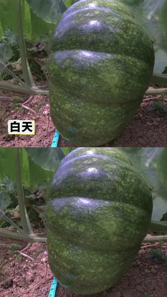 【南瓜生长实】白天基本不长,夜晚快速长大 #搞笑#内容过于真实#抽象#万万没想到#搞笑视频
