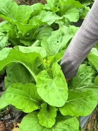 白菜苔种子。现在正是种植的时候种下去一个来月就可以吃了。
