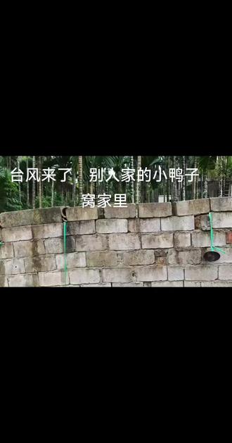 台风犟鸭+烫嘴普通话