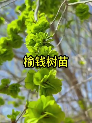 庭院树苗榆钱树苗榆树苗可以吃的榆钱树风景树盆景地栽榆钱树庭院#榆钱树苗 #优质农产品 #榆树苗