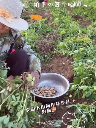 拍下那个治愈的瞬间#优质农产品 #花生 #抖音助农 #强烈推荐