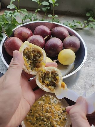 早安百香果 #水果#百香果#广西特产 #夏天的味道 #美食