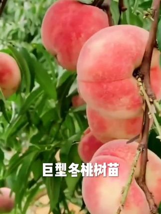 晚熟巨无霸冬桃桃树苗嫁接苗新品种特甜桃子树苗南北方种植果树苗#冬桃树苗