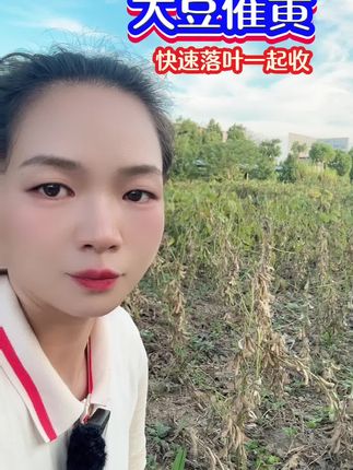 大豆催黄快速落叶省晒一组一亩 #大豆种植#大豆高产#大豆收割#大豆催黄